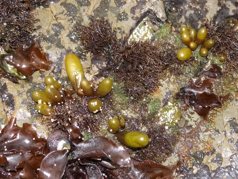 P6182029 Fitzgerald Reserve.JPG